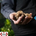 ¿Qué se come en Canadá?: Una guía para los que aman la buena comida [Infografía]