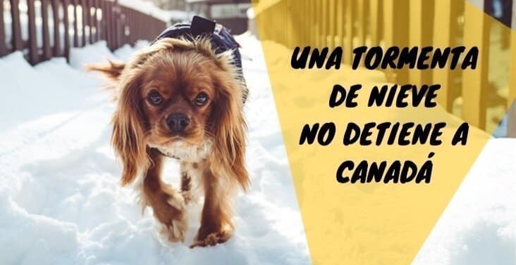 Una tormenta de nieve no detiene a Canadá